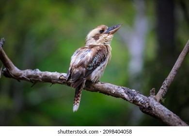 A kookaburra sits on a branch in a forest, looking up to the right - Shutterstock ID 2098404058