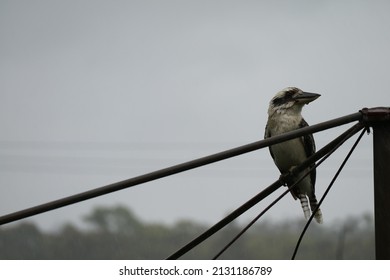 Kookaburra sits on the hills hoist in the rain
