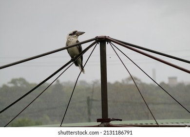 Kookaburra Sits On The Hills Hoist In The Rain