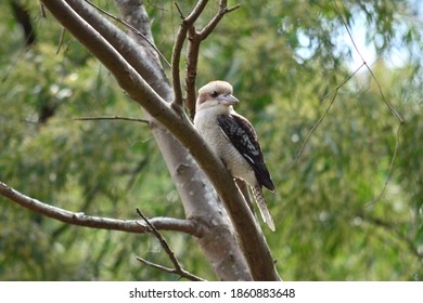 Kookaburra Sits On The Old Gum Tree