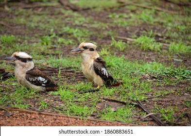 Kookaburra Sits On The Old Gum Tree