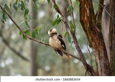 Kookaburra Sits On The Old Gum Tree