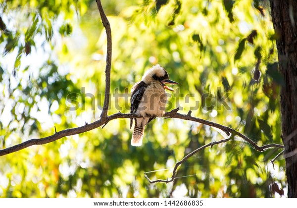 Kookaburra sitting in a gum tree in the\
morning sun on a cold morning in the Australian\
bush