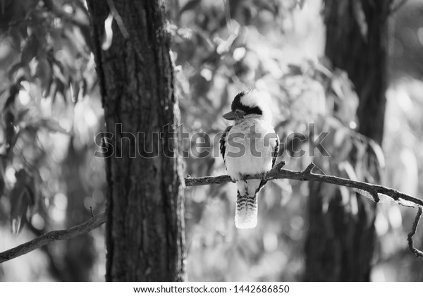 Kookaburra sitting in a gum tree in the\
morning sun on a cold morning in the Australian\
bush