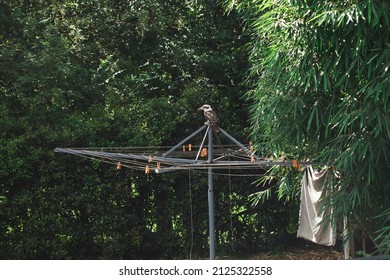 Kookaburra sitting on clothes line in Australian backyard