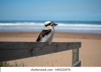 Kookaburra Sitting on Wooden Handrail at North Avoca Beach on the NSW Central Coast of Australia - Powered by Shutterstock