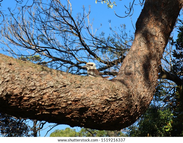 Kookaburra in\
a Sydney Park on a warm spring\
afternoon