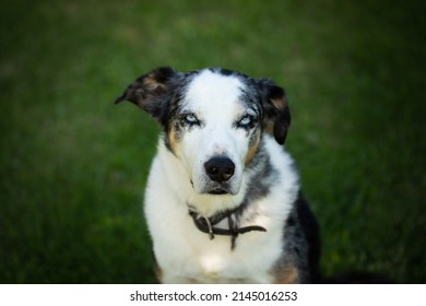 Koolie Australian Working Herding Dog, Shepherd Farm Breed Animal