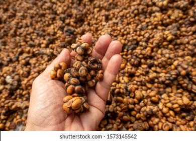 2,483 Civet coffee Images, Stock Photos & Vectors | Shutterstock