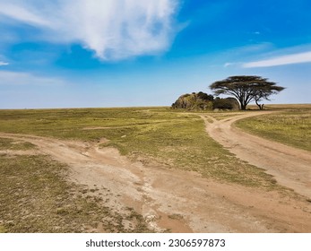 Kopje and Tree, typical views on the grass plains of the Savanna in Serengeti National Park, Tanzania
