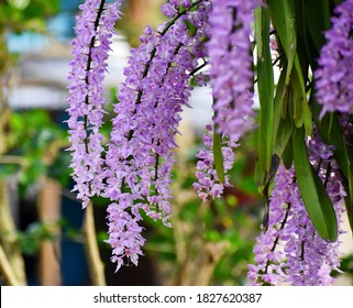 38 Kopou flower Images, Stock Photos & Vectors | Shutterstock