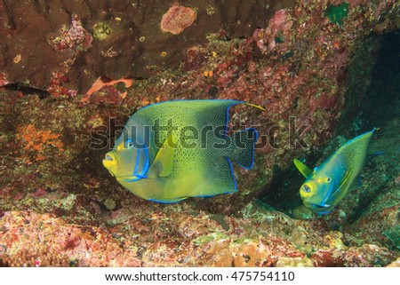 Koran Angelfish coral reef fish