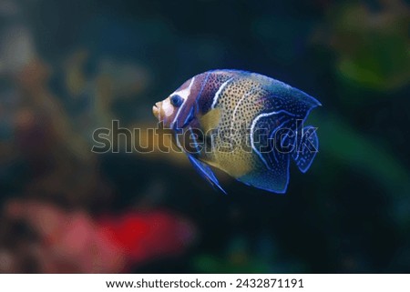 Koran Angelfish (Pomacanthus semicirculatus) or Semicircled Angelfish - Marine Fish