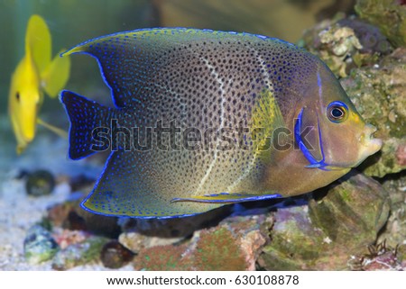 The Koran or Semicircle Angelfish, Pomacanthus semicirculatus, having almost completed transition from juvenile to adult colors. The semicircular bars in the middle give the fish its name.