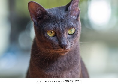 Korat Cat 