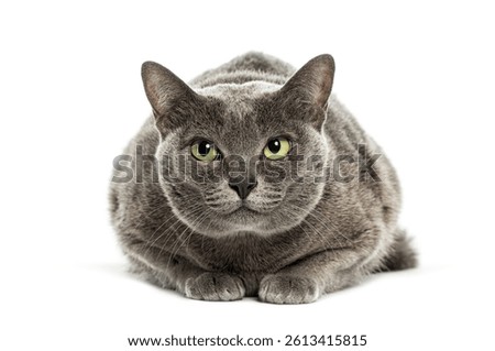 Korat cat lying down and staring intensely, isolated on white background