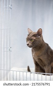 Korat Cat At The Cat Show