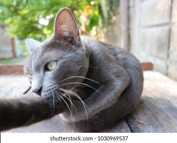 Korat Cat,silver Blue Cat Washing Itself With Tounge