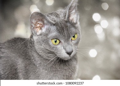 Korat kitten with bokeh background - blue cat