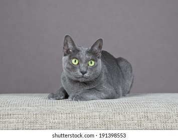 Korat Portrait