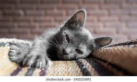 Korat Images Photos Et Images Vectorielles De Stock Shutterstock