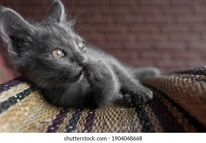 Korat Images Photos Et Images Vectorielles De Stock Shutterstock