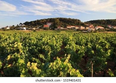 Korcula Island Vineyard. Croatia Wine Making Region. Town Of Lumbarda.