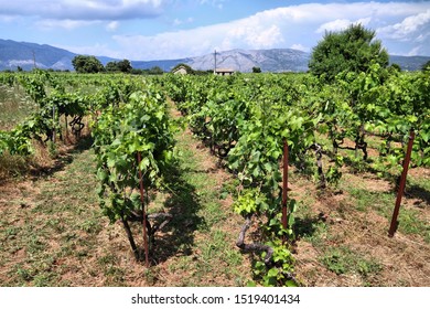 Korcula Island Vineyard. Croatia Wine Making Region. Town Of Lumbarda.