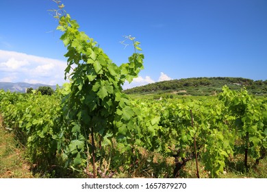 Korcula Island Vineyard. Croatia Wine Making Region. Town Of Lumbarda.