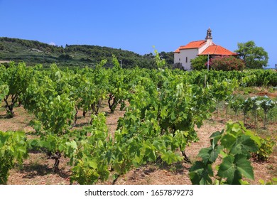 Korcula Island Vineyard. Croatia Wine Making Region. Town Of Lumbarda.