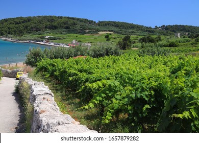 Korcula Island Vineyard. Croatia Wine Making Region. Town Of Lumbarda.