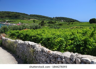 Korcula Island Vineyard. Croatia Wine Making Region. Town Of Lumbarda.