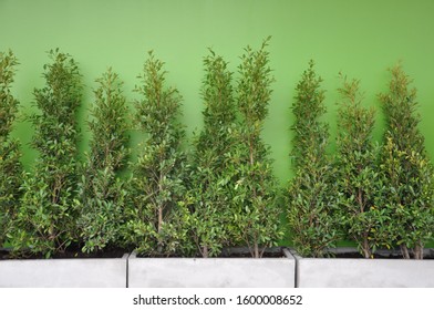 Korea Banyan Trees Background Green Wall Stock Photo 1600008652 ...