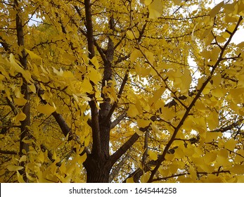 Maidenhair tree In Korea Fall