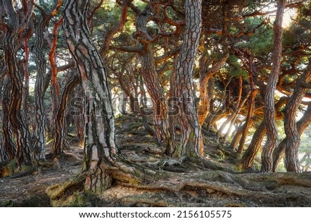 Korea Pine Tree Forest during Sunrise taken in November 2021, post processed using exposure bracketing