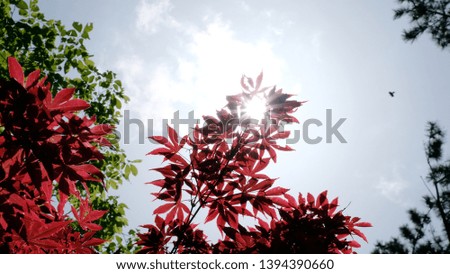 Similar – Image, Stock Photo red wine Summer