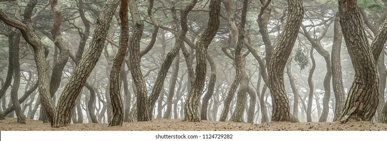 Korea Red Pine Tree Forest