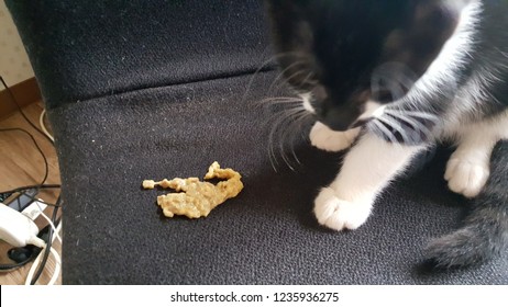 Cat Vomit Images Stock Photos Vectors Shutterstock