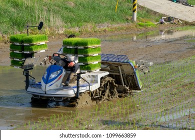 The Korean Farmer Rides Riding Type Power Driven Rice Transplanter To Seedling The Green Young Rice Onto The Rice Paddy Field In Goseong City, South Korea.