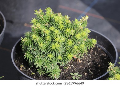 Korean fir Cis green plant