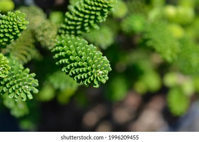 Korean Fir - Latin Name - Abies Koreana