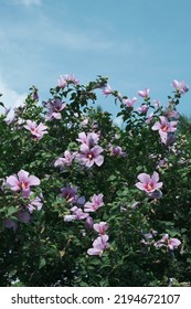 Korean Flower Mugunghwa And Clear Sky