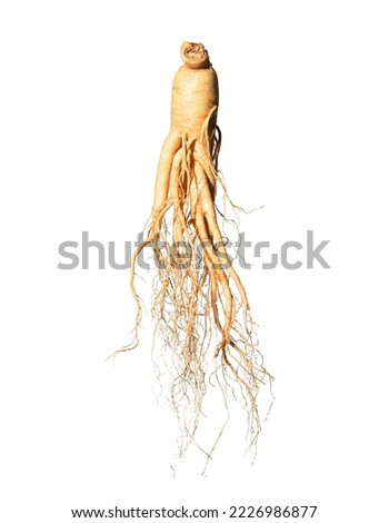 korean ginseng and ginseng root