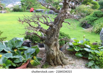 Korean Hornbeam Tree In A Garden