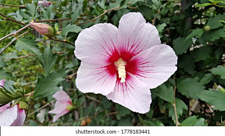 8,456 Rose sharon flower Images, Stock Photos & Vectors | Shutterstock