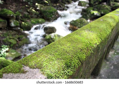 89 Korean lichen Images, Stock Photos & Vectors | Shutterstock