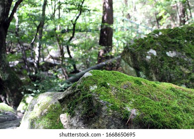 89 Korean lichen Images, Stock Photos & Vectors | Shutterstock