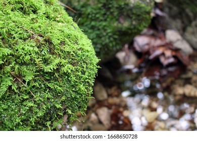 89 Korean lichen Images, Stock Photos & Vectors | Shutterstock