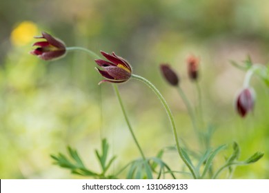 Korean Pasque Flower