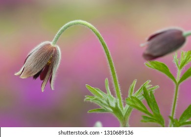 Korean Pasque Flower